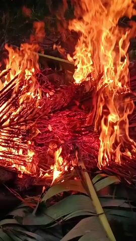 The video shows a close-up view of a pile of dry vegetation, likely palm fronds and other organic debris, engulfed in flames. The fire is intense, with bright orange and yellow flames reaching upwards. The material being burned appears to be dry and fibrous, with some red-hot embers visible within the fire. There are also some green leaves at the bottom of the frame, suggesting that the fire is either starting or that some greener material is mixed in with the dry debris. The background is dark and out of focus, with hints of green foliage and a wooden structure, possibly a fence or a shelter. The fire is the primary focus of the video, and its intensity and the nature of the material being burned are clearly depicted.