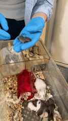 Person in blue gloves handles baby mice in Tel Aviv