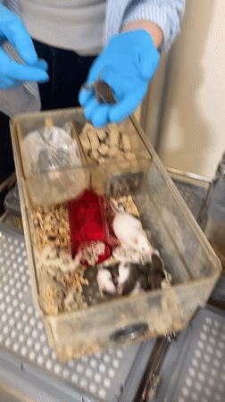 Person in blue gloves handles baby mice in Tel Aviv