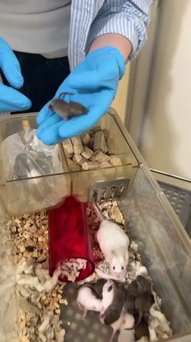 Person in blue gloves handles baby mice in Tel Aviv