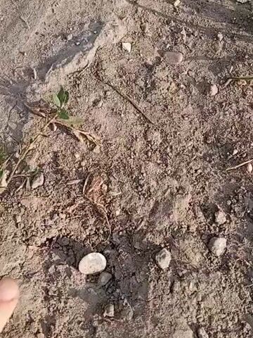 A close-up shot shows a person's hand in the lower left corner of the frame. The person's index finger and thumb are pinching a small, round, white object, possibly a pebble or a coin. The object is being lifted from dry, dusty ground composed of dirt, small rocks, and a few bits of dried vegetation. A small green plant is visible in the upper left quadrant of the frame, and a thin, dry twig is lying on the ground horizontally in the center of the frame. The lighting suggests it is daytime, possibly late afternoon due to the shadows.