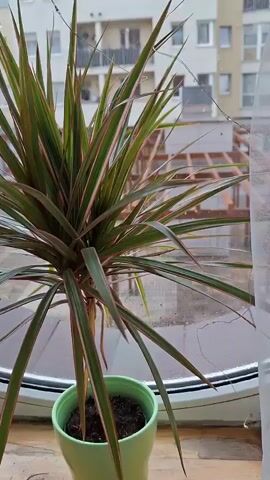 The video shows a close-up view of a potted plant with long, slender green leaves edged with pink. The plant is in a light green pot filled with soil. Behind the plant, a window is visible, with raindrops on the glass. Through the window, the exterior environment appears somewhat blurred, showing hints of buildings and possibly outdoor structures. The lighting suggests it is daytime, possibly overcast or rainy. The camera movement is subtle, with slight pans and zooms, focusing on the details of the plant's leaves and the raindrops on the window.