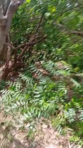 The video is a first-person perspective of someone walking through a lush green orchard or garden. The camera pans upwards, showing a canopy of leaves and branches against a bright, cloudy sky. There are several trees visible, some with dark brown branches and vibrant green leaves, while others have lighter green foliage. In some parts of the video, glimpses of light-colored fruits or seed pods can be seen hanging from the branches. The ground below is not clearly visible but appears to be covered in dry leaves or dirt. The overall impression is of a natural, outdoor environment on a possibly overcast day. There are no people or animals visible in the footage.