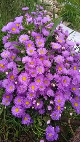 This is a close-up, high-angle shot of a cluster of purple daisy-like flowers with yellow centers. The flowers are in various stages of bloom, with some fully open and others still budding. The petals are thin and spiky, radiating outwards from the center. Green foliage and some darker, out-of-focus elements are visible in the background, suggesting an outdoor garden setting. The lighting is natural, and the overall tone is vibrant and colorful. There are no people or animals visible in the video. The camera appears to be slightly moving, providing a gentle, swaying effect.
