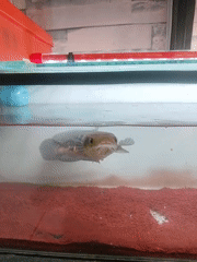 Barbershop, street food, and fish tanks in Sukanagara