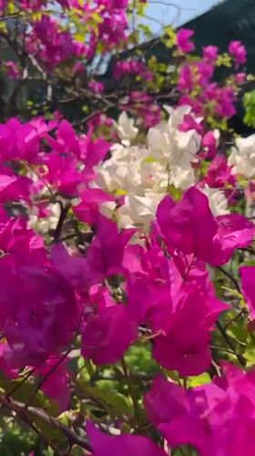 Morning walk captures blooming gardens and architecture in Vietnam
