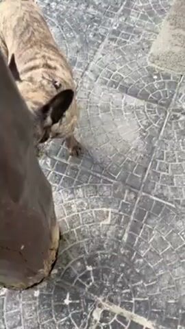 The video shows a brindle French Bulldog on a patio made of tiles arranged in a circular pattern. A brown log, partially covered with green moss, lies on the patio as well. The dog is standing near the log, then rolls onto its back, looking up at the camera.