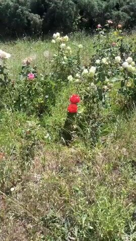 The media file shows a garden with numerous rose bushes in full bloom. The roses are in various shades of red, pink, and white, creating a vibrant display against the lush green foliage. The setting appears to be outdoors, under natural daylight, suggesting a pleasant, possibly sunny, weather condition. The ground is covered with grass and other vegetation, indicating a natural or semi-wild garden environment. There are no people visible in the media. The activity taking place is simply the visual observation of the roses in their natural setting, possibly implying a moment of enjoying the beauty of nature. The overall impression is one of natural beauty and tranquility. The visual focus is on the flowers and the garden setting. The media file does not contain any visible text.