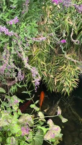 A pond is visible with several koi fish swimming in it. The pond is surrounded by lush green foliage and purple flowers. One orange koi is swimming near the surface, while other koi, appearing darker in color, swim below. The water is clear enough to see the rocky bottom of the pond.