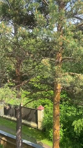 This media file captures a tranquil outdoor scene, likely in a wooded or park-like setting during daylight. The prominent subjects are several tall pine trees with lush green needles and small, light-colored cones or buds. Their rough, textured bark is visible, particularly on the main tree in the foreground, which has a warm, reddish-brown hue. The background is filled with dense greenery, suggesting a variety of deciduous trees and bushes, with some lighter-colored foliage interspersed, possibly birch trees. In the lower portion of the frame, a section of a fence is visible, composed of dark wooden planks and topped with decorative pillars that have a reddish-brown cap and a lighter beige body. A strip of green grass runs alongside the fence. A hint of pink or purple flowering bushes can be seen peeking out from the dense foliage at the bottom right. The lighting suggests it's daytime, with sunlight filtering through the leaves and branches, creating dappled patterns. The overall mood is serene and natural, evoking a sense of peace and quiet. The location context provided indicates the scene is in Taltsy, Irkutsk, Russia. There is no visible text in the media file.