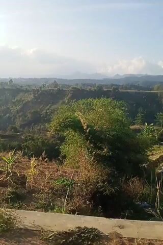 A video captures a scenic view from a moving vehicle, likely a car, as it drives along a narrow road. The camera is positioned to show the landscape from a high angle, looking down into a valley. Lush green trees and vegetation cover the slopes of the valley, with a mist or fog obscuring the distant mountains. In the foreground, rows of bamboo poles are visible, likely used for agricultural purposes or to support plants. A small building with a white roof can be seen on the right side of the road, and a large tree with a sprawling branches partially obstructs the view. The sun appears to be low in the sky, casting long shadows and suggesting it is either early morning or late afternoon. The video is shaky, indicating the vehicle is in motion, and the orientation of the footage is tilted.