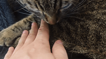 Tabby cat observed in affectionate moments in Svistukha