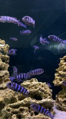 Cichlid fish display observed at Minsk aquarium facility