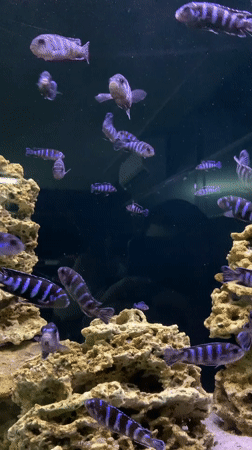 Cichlid fish display observed at Minsk aquarium facility