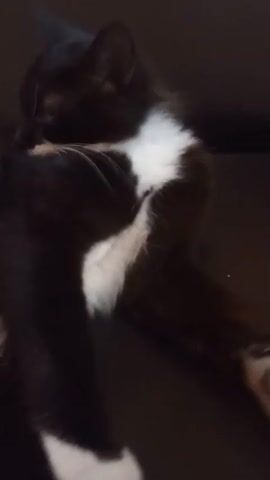 A black and white cat is lying on a dark surface, appearing to be grooming itself. The cat is mostly black with a white chest and some white on its paws. The video is blurry and shaky, making it difficult to discern fine details. The lighting is dim and the environment appears to be indoors.