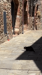 Cat strolls through Italian town as visitor tours rustic home