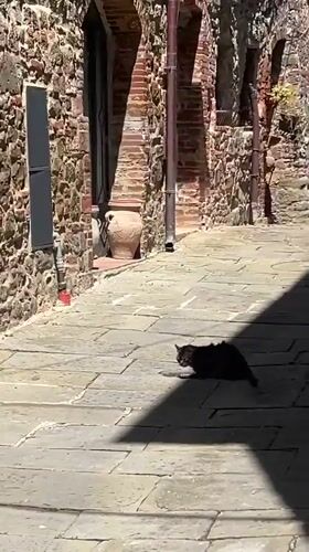 Cat strolls through Italian town as visitor tours rustic home
