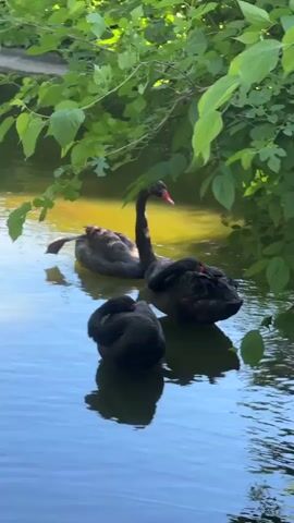 The video shows three black swans in a body of water. Two of the swans have their heads tucked into their bodies, while the third swan has its head up, looking around. The water is partially shaded by trees. The water is blue, and the unshaded water reflects the sky.