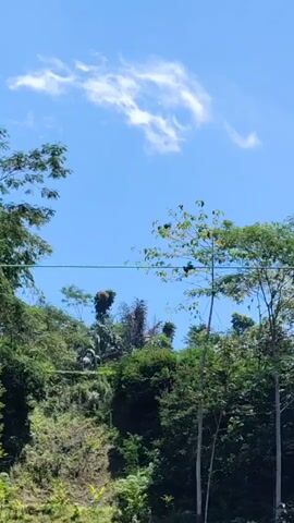 The video captures a view of a lush green hillside under a bright blue sky with wispy white clouds. Several trees with dense foliage dominate the scene, some reaching towards the sky, others forming a thick canopy. A thin, dark horizontal line, possibly a wire or cable, stretches across the middle of the frame. The ground appears to be covered in vegetation, with some patches of exposed earth or rocks visible. The lighting suggests it is daytime, likely sunny. No people or specific actions are observable.