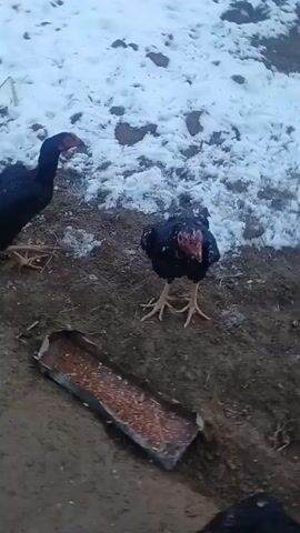 The video shows two black chickens in a dirt and snowy area. One chicken is mostly visible, and the other is partially visible. The chicken in view is pecking at the ground near a wooden trough-like object. The ground is mostly dirt, with patches of snow visible. The chickens are the only visible creatures in the video. The camera moves slightly but remains focused on the chicken. The environment appears to be rural, possibly a farmyard or backyard.
