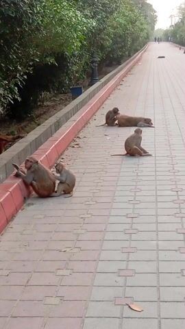 The video shows a group of monkeys lounging on and beside a paved walkway. Three monkeys are sitting near the edge of the walkway closest to the camera, with one appearing to groom another. Further up the walkway, another monkey sits, and one is lying down. Additional monkeys enter the scene from the left and walk along the edge of the walkway. The walkway is lined with greenery on the left side, and in the distance, figures can be seen walking further up the path.