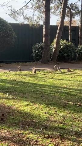 A group of rabbits are visible in a grassy area. The rabbits are on the grass and a paved path. The paved path is located in front of some bushes and trees. The background includes a dark fence and more trees. The sun is shining and casting shadows on the grass. One rabbit is standing up on its hind legs. Another rabbit is running. The rest of the rabbits are grazing or standing.