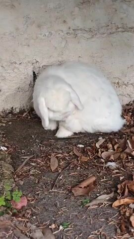 A fluffy white rabbit is curled up with its head tucked into its body, facing a beige wall. The rabbit's ears are drooped, and its paws are tucked underneath it. The ground around the rabbit is covered in dry leaves, twigs, and dirt. There is a small opening in the wall behind the rabbit. The lighting suggests it is daytime.