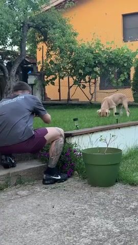 A person is squatting on concrete steps outdoors. They are wearing dark shorts and a t-shirt. A dog is in the background on a grassy lawn. The dog is facing away from the person and appears to be sniffing the ground. There is a large green planter and some purple flowers to the left of the person. A yellow house with a red roof is in the background.