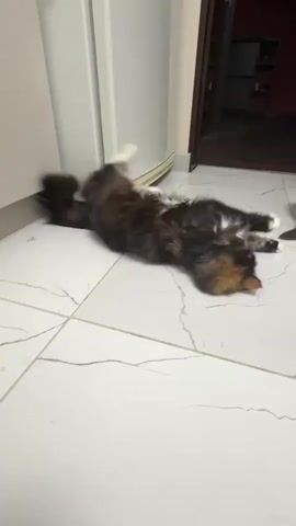 The video captures a long-haired calico cat playing on a tiled floor. The cat is initially lying on its back, paws in the air, before rolling over and becoming a blur of motion as it plays. It then rolls back onto its back, showing its belly and all four paws, before returning to its original position on its back. The cat's fur is a mix of black, brown, and orange, with white paws. The tiled floor is white with gray veins. A portion of a white appliance, possibly a refrigerator, is visible to the left of the cat. In the background, a doorway leads to a room with a dark floor and shelves. The lighting suggests it is daytime indoors. The cat's playful actions convey a sense of joy and relaxation. There is no visible text in the video.