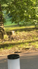 Everyday park moments captured in Yaroslavl: squirrel, dog, visitor