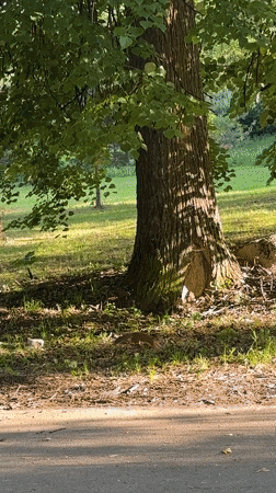 Everyday park moments captured in Yaroslavl: squirrel, dog, visitor