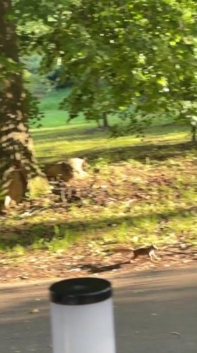 Everyday park moments captured in Yaroslavl: squirrel, dog, visitor