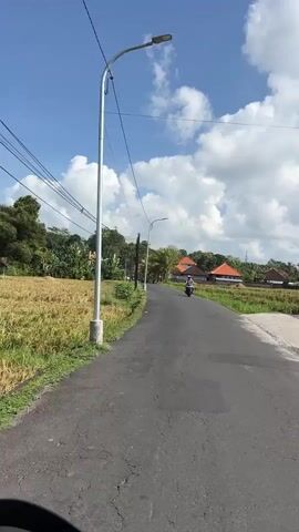 The video shows a view from the perspective of someone riding a motorbike on a paved road. The road is lined with a field of golden-colored crops, likely rice, on the left and a similar field and some houses on the right. A utility pole with power lines is visible on the left. In the distance, another motorbike is seen approaching and then passing the camera's viewpoint. The sky is blue with fluffy white clouds. The houses in the background appear to have red-tiled roofs. The overall impression is of a rural landscape on a sunny day.