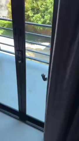 A gray curtain is drawn to reveal a sliding glass door leading to a balcony. A macaque is seen sitting on a gray wicker chair on the balcony. It is facing the camera with a hand on the glass door. Beyond the balcony railing, trees, a pickup truck, and a motorbike are visible. The macaque moves its hand and looks around. A round table is partially visible on the right.