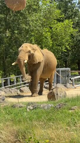 An adult African elephant stands in an outdoor enclosure at a zoo, likely during the daytime given the bright sunlight. The elephant is the primary subject, depicted from a slightly low angle, facing the viewer with its trunk lowered. Its skin appears wrinkled and a sandy-brown color, and it has large ears and tusks.

The elephant is standing on a dirt and rocky ground, with a chain-link fence behind it. Beyond the fence, there are metal structures, possibly part of the zoo's infrastructure, and a lush green backdrop of trees. In the foreground, there is a patch of green grass with some yellow flowers. A woven basket-like object hangs from above in the upper left corner of the frame, suggesting enrichment for the animals. The setting appears to be a zoo or wildlife park designed to mimic a natural habitat. The overall mood is peaceful, with the elephant calmly standing in its enclosure. No text is visible in the image.
