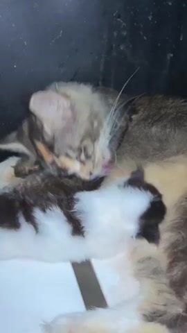 The video shows a close-up of a tortoiseshell cat grooming a white and black kitten. The mother cat is licking the kitten's fur, appearing to be very tender and caring. The kitten is nestled against the mother's body, its eyes closed, suggesting it is relaxed and comfortable. The scene is dimly lit, giving a sense of intimacy and quiet. The background is dark and out of focus, highlighting the cats as the central subjects. The mother cat has striking amber eyes and distinct markings on her face, including orange and black patches. The kitten has patches of black on its white fur. The overall mood is one of maternal affection and peacefulness. There is no visible text in the video. The location context provided is Makassar, Indonesia, which might suggest a tropical environment, though no specific weather or time of day cues are evident from the footage itself.