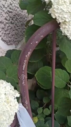This media file presents a close-up view of white hydrangea flowers and lush green leaves, set against a textured, light-colored wall. A rusty, curved metal object, possibly part of a garden stake or furniture, is visible in the foreground, along with a wooden stake. The scene appears to be outdoors, with natural light suggesting daytime. There is no visible text in the media file. The focus is on the natural elements, with the wall and metal structures providing a contrasting backdrop. The overall impression is one of a garden setting, likely in a residential or public outdoor space. The time of day is indeterminate, but the lighting suggests it is not dusk or dawn. The weather appears to be clear, as there are no signs of rain or overcast conditions.