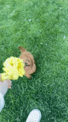 Dog plays fetch on grassy lawn in Sofia