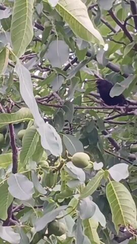 A black bird sits on a branch of a tree with green leaves and walnuts.