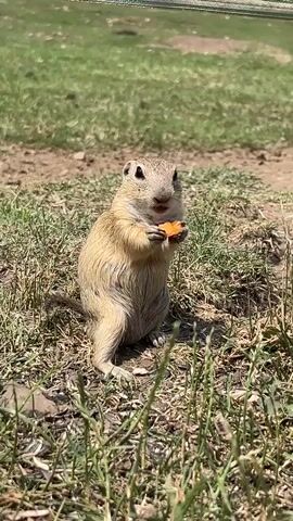 A ground squirrel stands upright on its hind legs, holding a piece of orange food, possibly a carrot, in its front paws and eating it. The ground squirrel is light brown with some darker markings. It is surrounded by dry grass and dirt. In the background, there is more green grass and a dirt path. The lighting suggests it is daytime and sunny. The camera is focused on the ground squirrel.