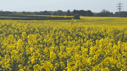 Spring rapeseed field captured in bloom near Great Yarmouth