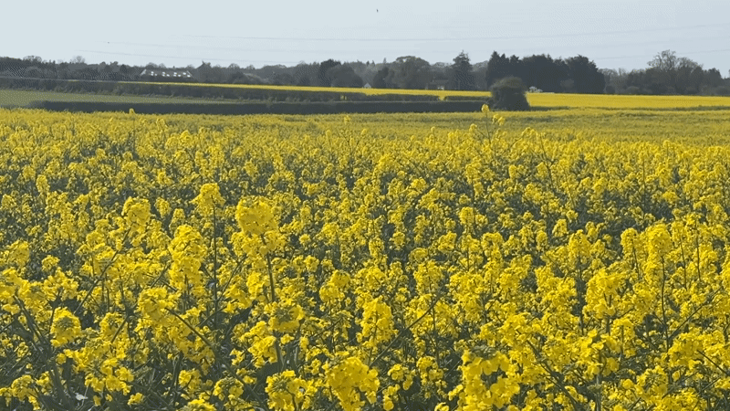 Spring rapeseed field captured in bloom near Great Yarmouth