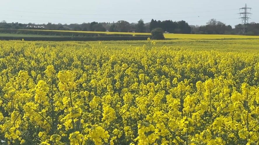 Spring rapeseed field captured in bloom near Great Yarmouth
