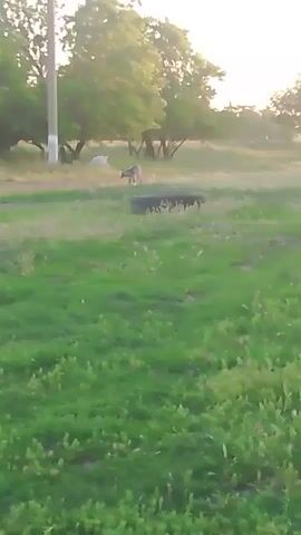 The video shows a pastoral scene in a field with tall green grass and scattered trees. In the background, there is a utility pole and a tire lying on the ground. Two animals, possibly dogs, are visible in the middle ground. One appears to be white and the other is darker, moving together. The overall impression is one of a rural, natural setting, possibly in the countryside near Kugensky, Russia. The lighting suggests it might be early morning or late afternoon, with the sun casting a soft glow. There is no visible text in the media file. The atmosphere feels peaceful and serene, with the animals seemingly interacting in a calm and natural way within their environment.