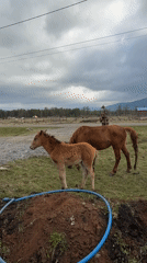 Horses graze peacefully in rural Russian fields near Tyulyuk