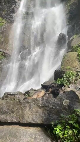 A dog rests on rocks in front of a waterfall. The dog is a German Shepherd and it is lying down with its head resting on the rocks. The waterfall is tall and thin, with water cascading down it. The rocks are wet and mossy. There is greenery around the waterfall.