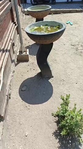 A video shot from a slightly elevated angle shows an outdoor scene. In the foreground, two ornamental bowls filled with water and lily pads are displayed on pedestals. The pedestals are made of dark material and have a curved, abstract design. The bowl in the foreground is larger and closer to the camera. To the left, a brick wall and a metal pole are visible. The ground is covered in dirt and gravel. In the background, a white building with a tiled roof is situated. In front of the building, several motorcycles are parked. A person is sitting on a bench in front of the building. The lighting suggests it is daytime with sunlight casting shadows.