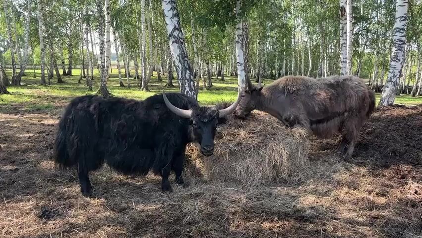 This is a video of two yaks in a wooded area. The yak on the left is black and the yak on the right is brown. Both yaks are eating hay. The black yak has long horns and is facing the camera. The brown yak is facing away from the camera and is eating from a pile of hay. The trees in the background are mostly birch trees. The ground is covered in dry leaves and grass.
