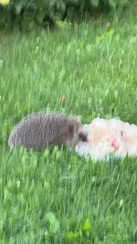 A hedgehog is on the grass eating from a plate of food.