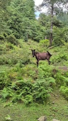 A brown horse stands in a forest clearing surrounded by lush green ferns and tall trees. The horse is facing the camera and appears to be looking directly at it. The horse has a light-colored rope or halter around its neck. The sunlight filters through the trees, casting shadows on the ground. The scene is peaceful and natural, with no signs of human activity other than the horse's halter.